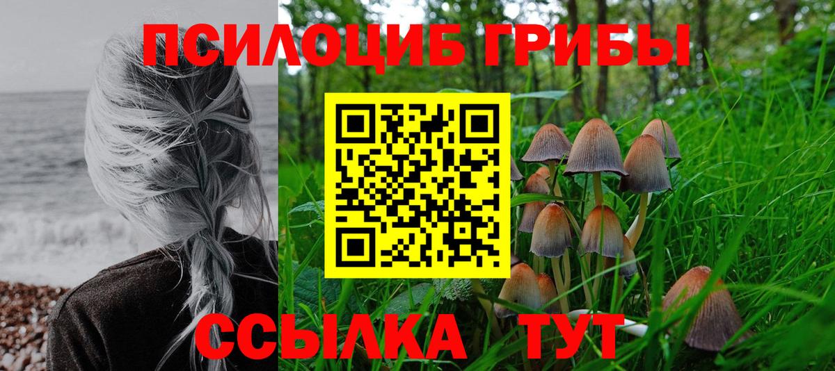 Шадринск  Галлюциногенные грибы Psilocybe  Вход с VPN 